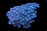 picture of Metallic Green Sand Polyps Med                                                                       Zoanthus sp.
